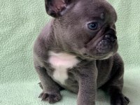 FRENCH BULLDOG YAVRULARI