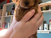 45 günlük 4 güzel toy poodle yavru