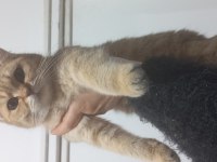 Yetişkin dişi erkek british shorthair