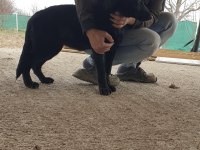 Irkının en iyisi siyah kurt köpeği
