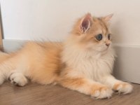 British Longhair 5 Aylık Ny12 Erkek