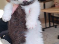 British shorthair kedisi için ulaşın