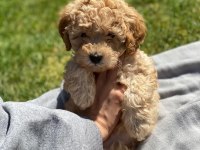 maltipoo kore kan 0 numara bebekler