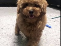 Toy Poodle Köpekleri