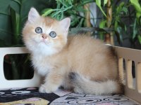 SAFKAN OYUNCU DİŞİ BRITISH SHORTHAIR HEMEN TESLİM