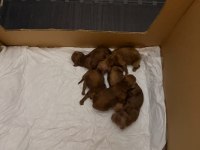 Kore Kan Toy Poodle Yavrularımız