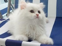 British Longhair kar beyaz prenses