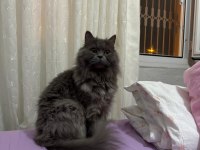 Tüm Aşıları ve Cipli British Shorthair