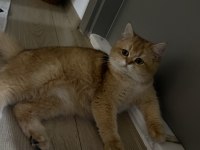 15 aylık ny12 dişi british shorthair