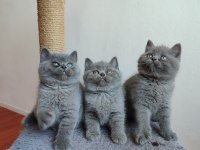 Safkan anne babanın british shorthair yavruları