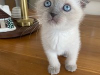 YAVRU KEDİLER
