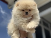 Fcı Export Sçr Li Show Kalite Pomeranian Yavrumuz