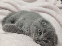 1 YAŞ VE 2 AYLIK KEDİLERİMİ SAHİPLENDİRECEĞİM