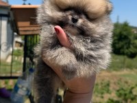 Pomeranian boo yavrusu