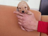 Dişi ve erkek mevcut poodle