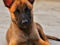 Malinois yavrularda son nokta