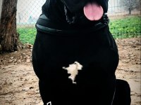 A şecereli kan hattı cane corso