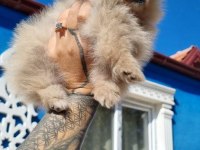 3 aylık teacup pomeranian yavru
