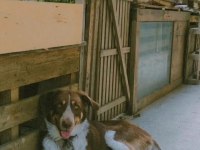 Köpeğimiz Acil Ücretsiz Sahiplendirme