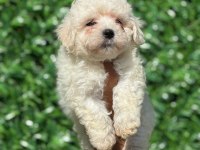 Muhteşem Malta Terrier Yavrular