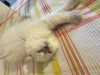 Scottish fold Longhair