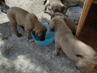 2 AYLIK YAVRU KÖPEKLER