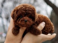 Özenle Büyütülmüş Toy Poodle Yavrular