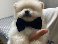Yakışıklı erkek pomeranian