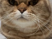 Çok sakin bir beyefendi scottish fold