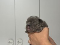 French bulldog ev ortamından