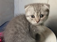 Scottish fold yavru kedi mama ve kum eğitimi tamamlandı
