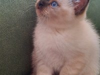 British Shorthair Bebekler