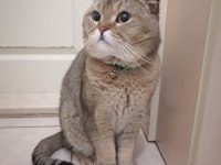 Golden Black Tabby British Shorthair