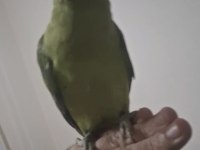 Evcil Pakistan yavrumuz paşa