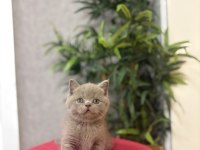 Üst Düzey Brıtısh Shorthair Yavrularım 