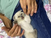 Scottish fold evimi taşımak zorunda olduğum için