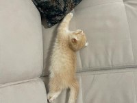 Yavru 2 aylık scottish fold