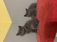 Safkan British Shorthair Yavrular