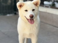 5 aylık Aşıları bitmiş orjinal japon akita yavrumuz