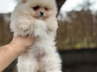 Sağlık ve ırk garantili pomeranian boo yavrularımız