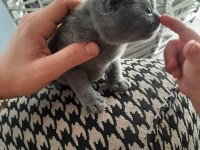 1.6.23 doğumlu british shorthair yavrularımız