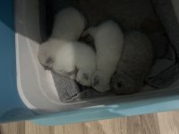 Boncuk gözlü british shorthair bebeler