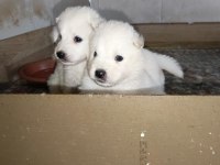 Samoyed yavrular