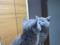 British shorthair safkan yavru