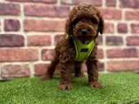 Sevimli Toy Poodle Yavrularımız