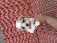 Cavalier king charles bebişler