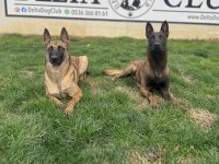 Süper belçika malinois yavruları ırk garantili
