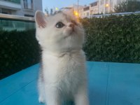 British shorthair silver point