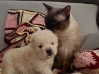 Fawn nadir renk Chow Chow