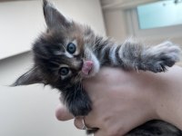 2 Aylık Dev Maine Coon
